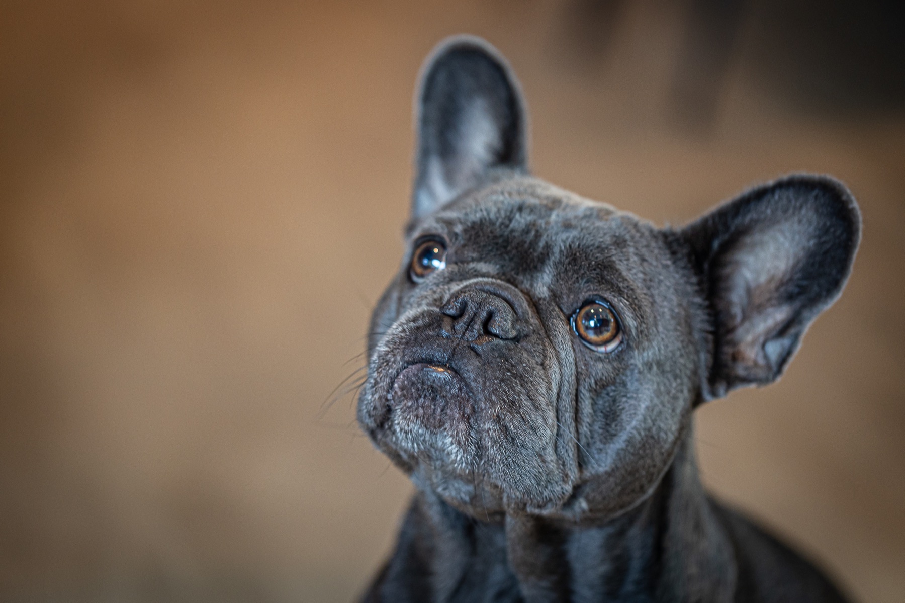Portret van een Franse bulldog